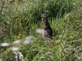 IMG 6068